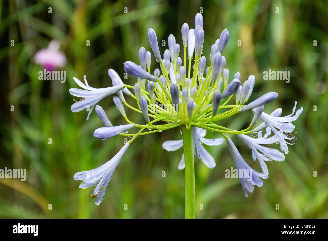 Agapanto fotografías e imágenes de alta resolución - Alamy