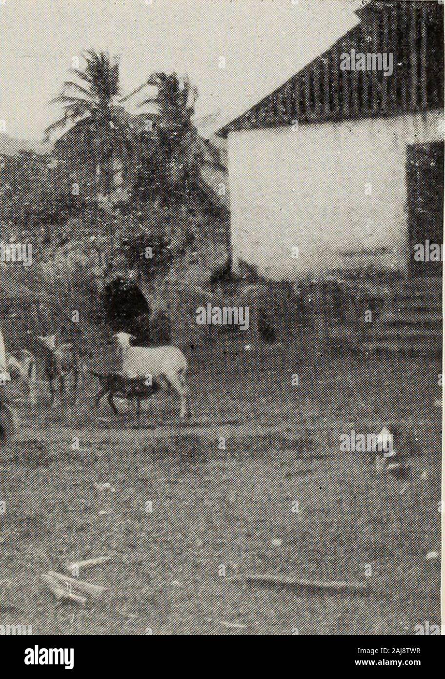 Las Islas Vírgenes de los Estados Unidos de América; histórico y