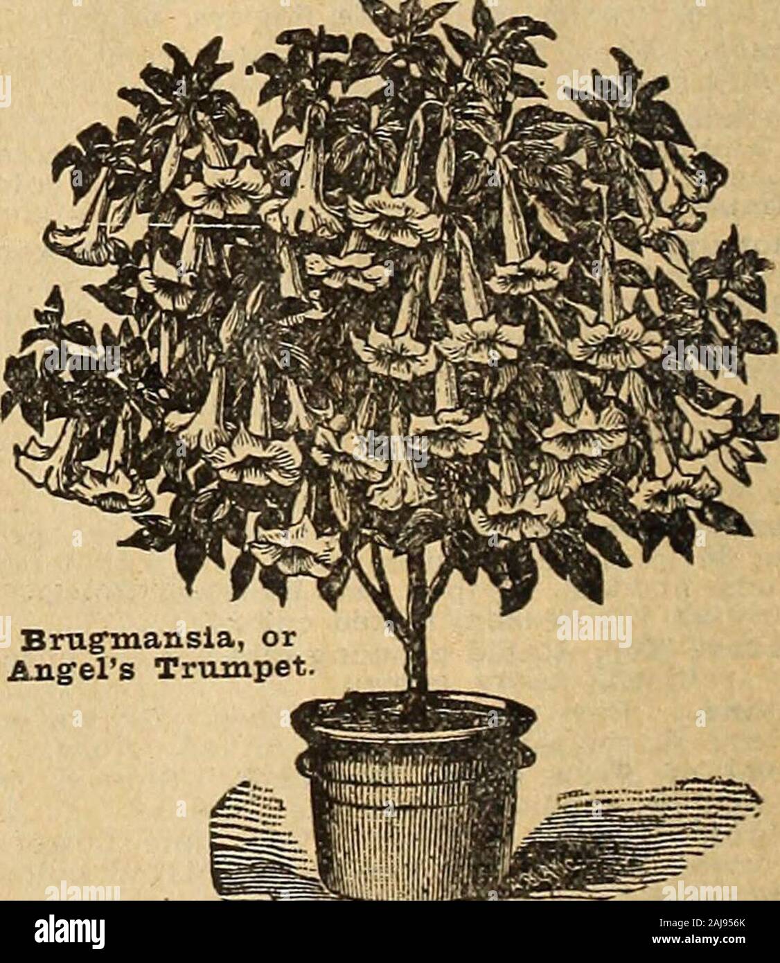 Catálogo de primavera de Alexander's buenas semillas : la mejor que crecen seleccionado para el sur . andbrilliancv rs de indescriptible belleza. Cada clúster mantiene varias semanas perfecto,y cuando se desvanece muchos más están dispuestos a tomar itsplace. Caen las heladas no matar o detener su floración;es tan brillante como siempre, mucho después de que todos los demás gardenflowers han sido asesinados. Para el corte de es-unsur pasaron, y los picos largos hermosos mantener severalweeks en agua. Precio, 20c cada una; 2 para 35c; en pospago,Aloysia Citriodora o limón verbena. Esta planta splen-no deberían estar en cada colección de plantas theSouth. Bien un Foto de stock