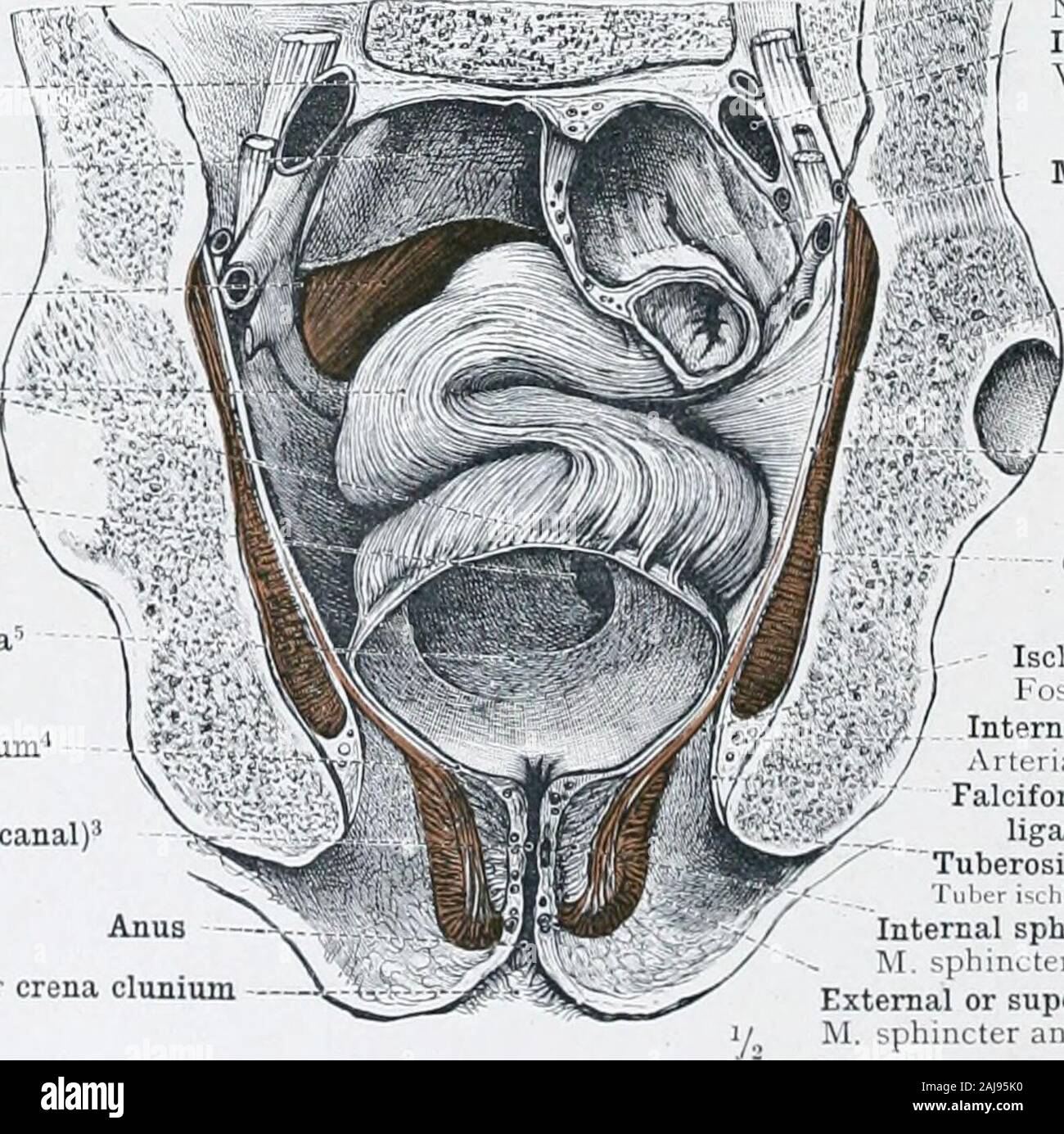 Un atlas de anatomía humana para estudiantes y médicos . Levator Ani