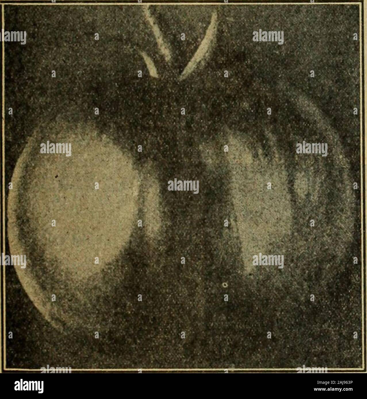 Catálogo de primavera de Alexander's buenas semillas : la mejor que crecen seleccionado para el sur . Se thekind de earlyTomatoes thatbring marketprices superior. Alexanders No.lStrain de EarlianaTomato en oferta: nuestro Alexan-escala DERS No. l cepa de theEarliana tomate para los camioneros y gar-deners mercado del sur, weknow estamos dando: ustedel mejor cepa de tomate thisvaluable que puedeser producido. Es la vieja cepa earlierthan por al menos una semana, dos veces como manyperfect producesnearly tomates que donot crack, como el oldstrain y los cultivadores whoplant thereforemake más dinero.Para un extra de earl Foto de stock