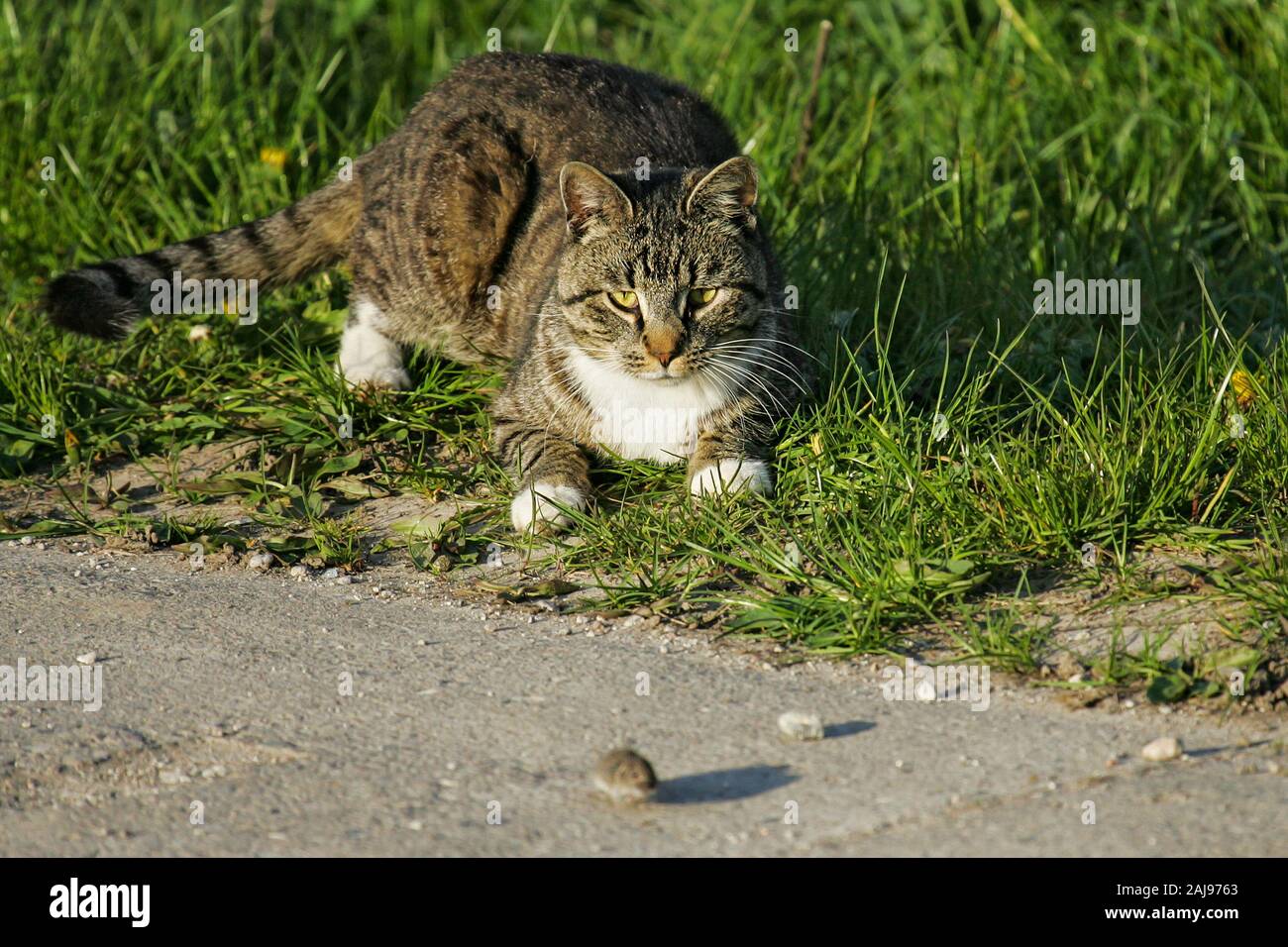 Los gatos domésticos (Felis catus), caza y jugar con Common Vole (Microtus arvalis), Brandeburgo, Alemania Foto de stock
