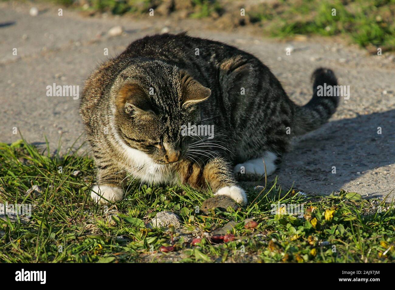 Los gatos domésticos (Felis catus), caza y jugar con Common Vole (Microtus arvalis), Brandeburgo, Alemania Foto de stock