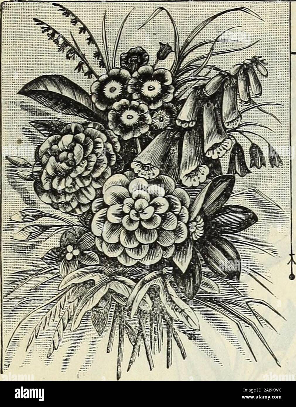 Catálogo de primavera de Juan Saúl de nuevo, raro y precioso jardín de flores y semillas, &c 1885 . Zinnia. JOHN SAULS Catálogo de semillas de flores. - Plantas Perennes - Foto de stock