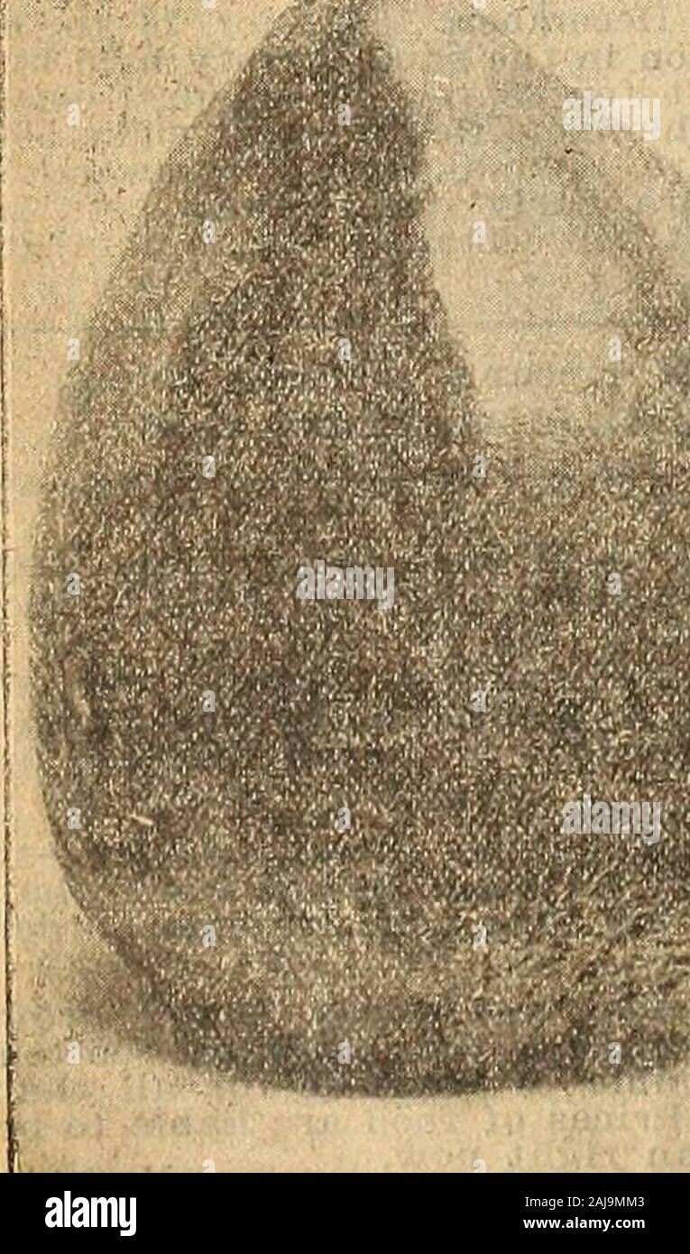 Catálogo de primavera de Alexander's buenas semillas : la mejor que crecen seleccionado para el Sur . De pronto, y mi repollo no se pudren. Era de 4 a 8 semanas más de cubrir cualquiera de mis vecinos.-Sra. M. E. Rickett. •S PT1WTTNTO 1S la más leve y con sabor más finos de todos. La.-""..?? - ~ *Un cultivo de esta variedad en este país es com- paratively nuevo, pero se está convirtiendo en la más popular pepper forsalad y sándwiches, rellenos de crema y horneado, como cebollas, también conservas y encurtidos. Su calidad y sabor es totalmente dif-tores y diferentes de otros pimientos. Su atractivo aparecen-ance cuando servido Foto de stock