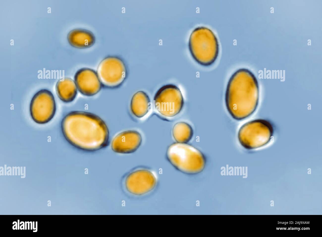 Candida auris Foto de stock
