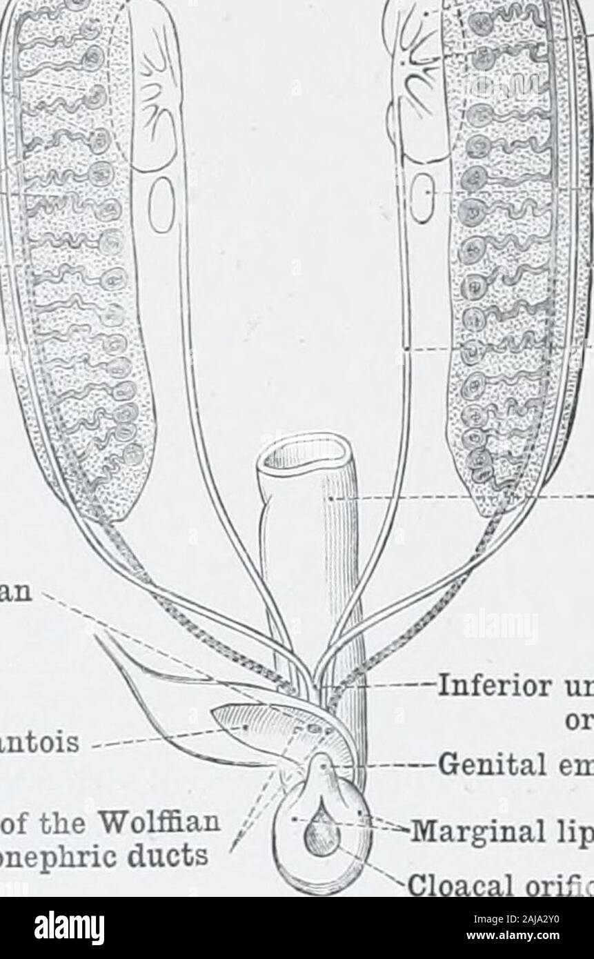 Un atlas de anatomía humana para estudiantes y médicos . Capa muscular