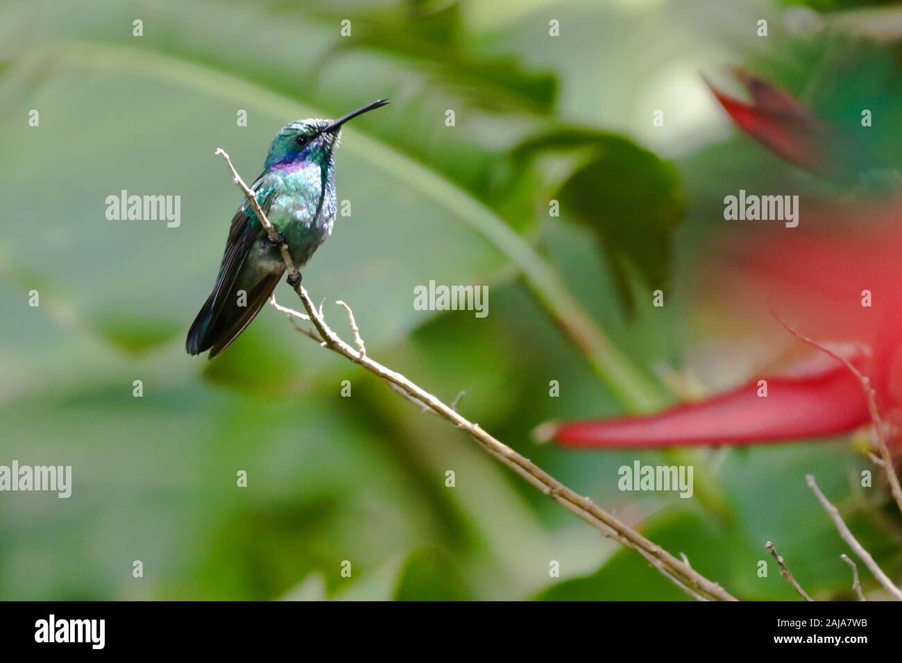 Green Violetear hummingbird (Colibri thalassinus cabanidis), el bosque nuboso de Monteverde, Costa Rica. Foto de stock