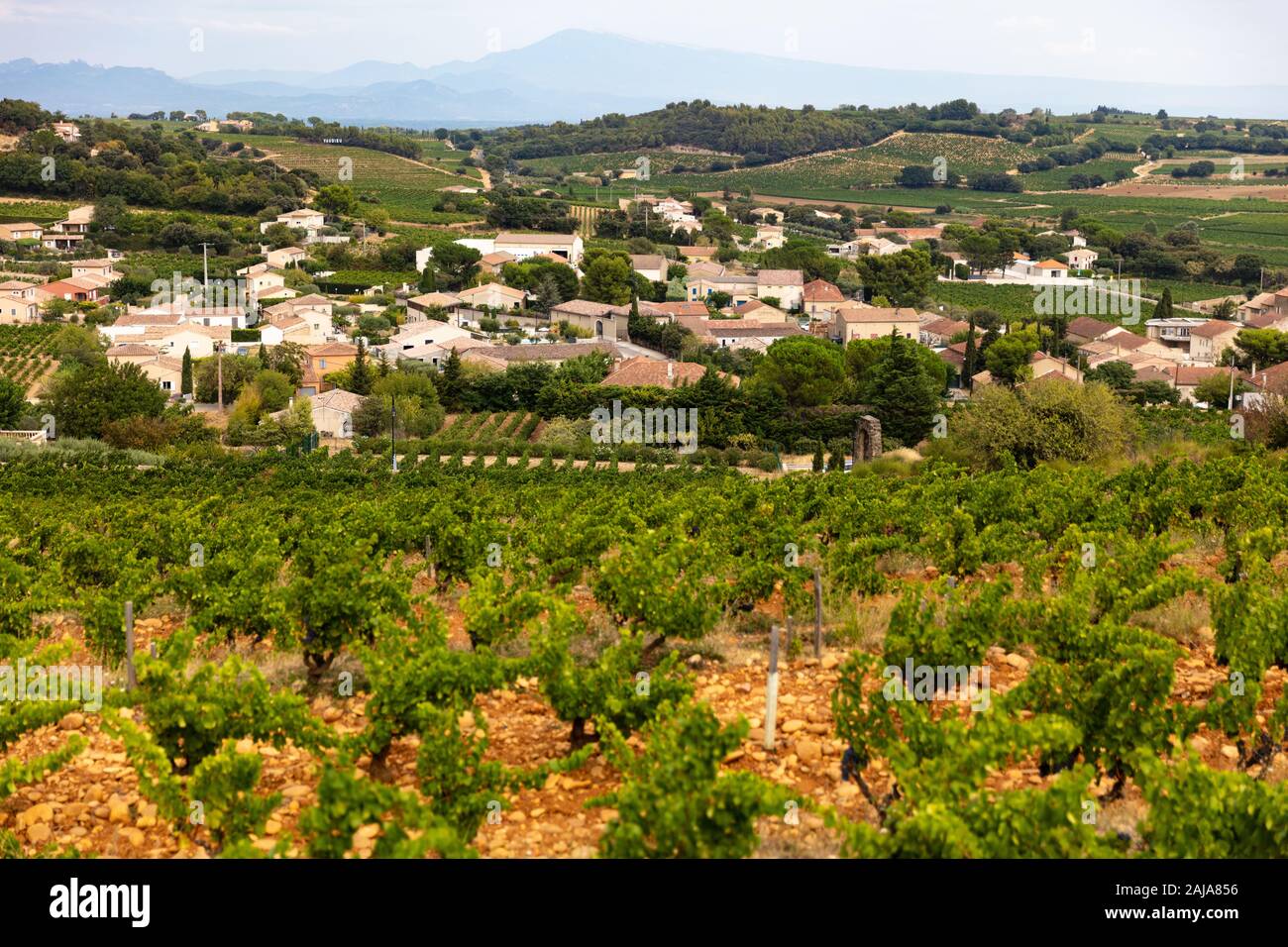 Viñedos cerca de Chateauneuf du Pape, Provenza, Francia, uno de los mejores vinos de denominación de origen en el mundo Foto de stock
