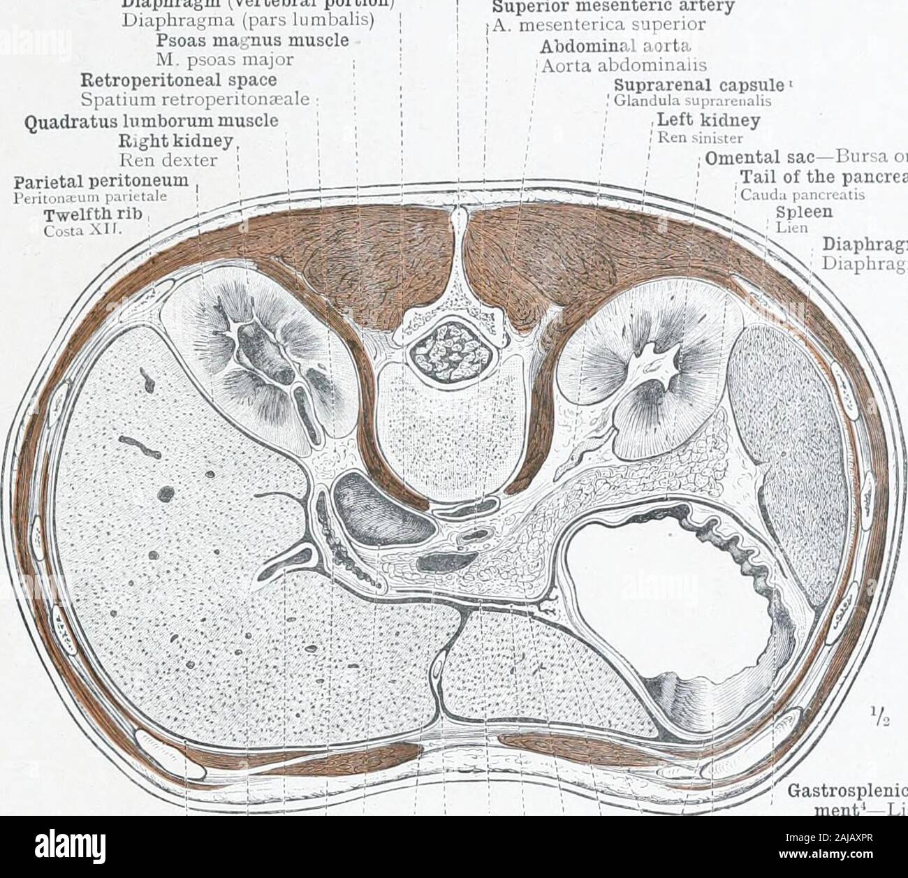 Un atlas de anatomía humana para estudiantes y médicos . Esófago. Musculus Suspensorius Duodeni suspensivo, el músculo del duodeno. En la fosa iliaca izquierda el peritoneo parietal izquierdo ha sido conectado, a fin de mostrar la *iliaco-subfascial de fosa del peritoneo, que existe en este modelo. (Comparar con este figureFig. 809, pág. 479.) espacio retroperitoneal y anatomía topográfica del riñón. Órganos urinarios 495 Diafragma (Porción) vertebral (pars lumbalis diafragmática)maguus muscleM Psoas psoas. principales spaceSpatiam retroperitona retroperitoneal ;;ale : ;Quadratus lumborum musc Foto de stock