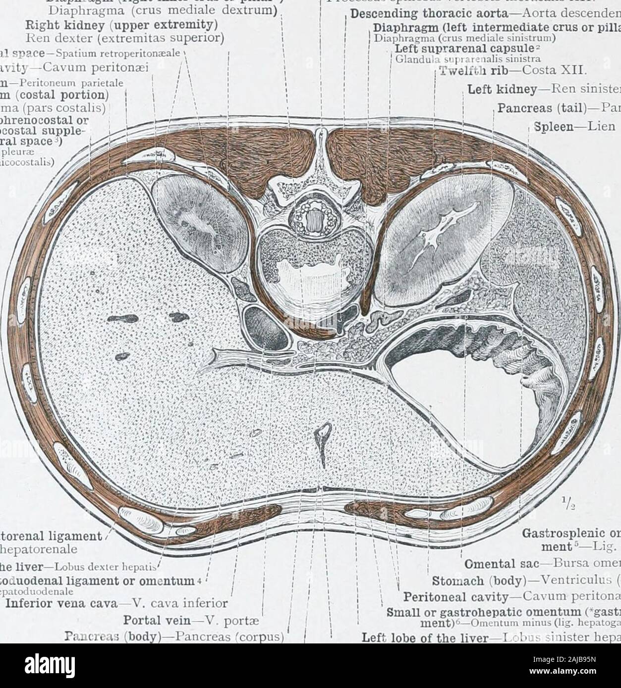 Un atlas de anatomía humana para estudiantes y médicos . S.VC. Anatomía topográfica de los órganos torácicos y de las vísceras en la parte superior de la cavidad abdominal. 480 anatomía topográfica de las vísceras torácicas y abdominales (diafragma cru o pilar interior derecha)diafragmática (cru mediale dextrum)El riñón derecho (la extremidad superior)Ken dexter (extremitas superior)espacio retroperitoneal -Spatium retroperitoneal de cavidad peritoneal-Cavum peritonaei peritonseum -peritoneo pariet parietal. Diafragma (porción costal) (pars costalis diafragmática)Cavidad pleural (phrenocostal ordiaphragmaticocostal flexible Foto de stock
