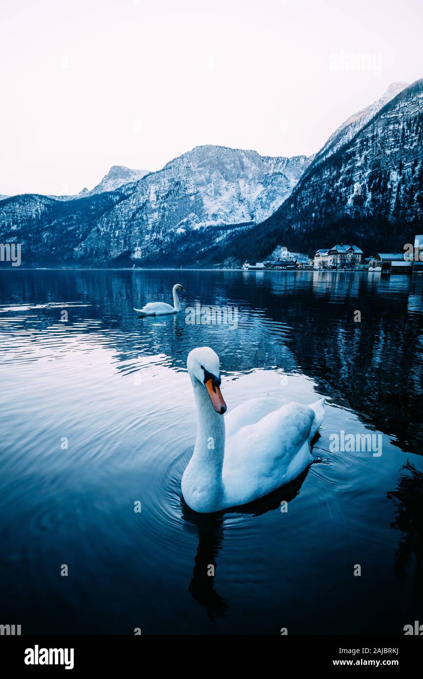 Cisne nadando en Hallstatt lago en Austria en un brumoso día de invierno Foto de stock