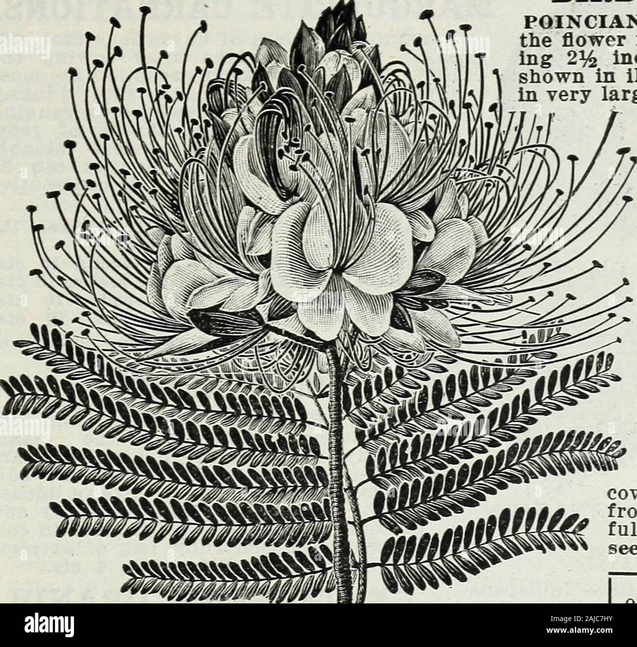 Lippincott semillas : 1914 . Zapatilla de Dama. La Srta. C. H. LIPPINCOTT, Hudson, Wisconsin. 19 Ave del Paraíso. En POINCIANA GILLESI-La CClor dela flor es un amarillo dorado, measur-ing 2^4 pulgadas de diámetro, con la forma como seindica en la ilustración, y es muy grande producedin armazones. La mayoría beauti-ful parte de la flor grande arespread isthe pistilos que en fan-like son de brillantes crimsoncolor formand. El follaje es alsohighly decorativa, recordar-ing uno de los muy delicateAcacia. Si la semilla es el inicio temprano de ed, en gran profusionthe produceblooms primer año. Pkt., 15 semillas, 8 cts. BEAN. S GABINETE B Foto de stock