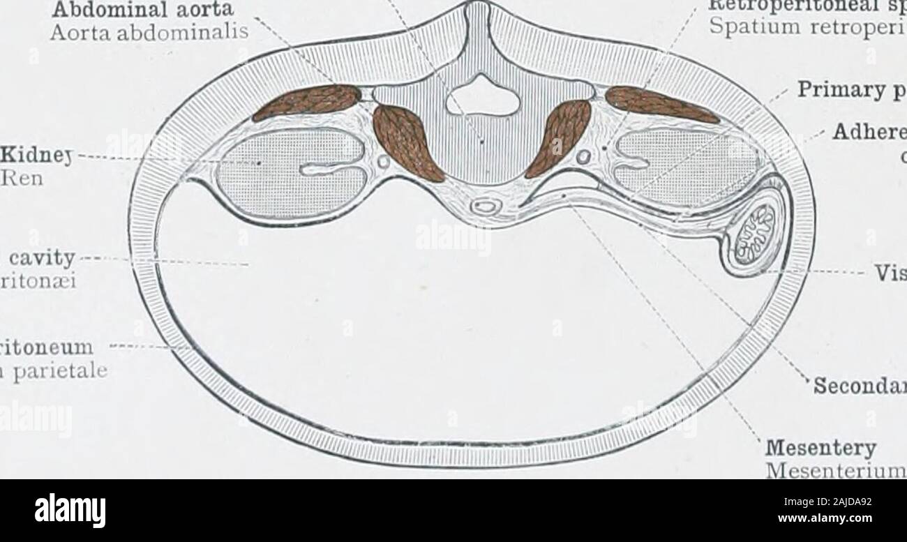 Un atlas de anatomía humana para estudiantes y médicos . Espacio retroperitoneal Spatium retroperitonasale cavidad peritoneal Cavum peritonsei peritoneumPeritonaeum Visceral viscerale J/- cubriendo Peritoneal dela mesenterio - Parietal parietale peritoneumPeritonaeum Fig. 657.-porción de intestino, libremente móvil, la superficie exterior con un contenido seroso la inversión (Túnica serosa). Conectado con la pared de la Body-Cavity (Ccelom) por mediode un libre mesenterio. Las capas parietal y visceral del peritoneo. Diagramática. Aorta abdominal Aorta abdomi cavityCavum peritonaji Peritoneal peritoneo parietal. Foto de stock