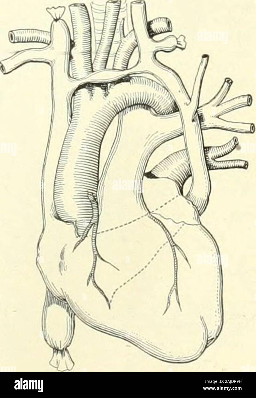 Un manual de referencia de las ciencias médicas abarcan toda la gama de
