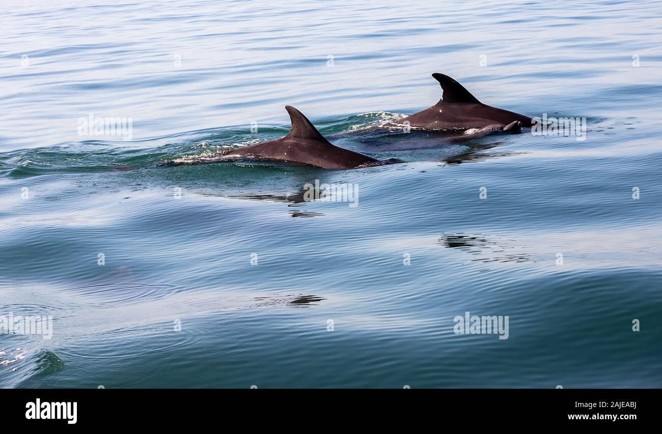 Delfines nadando en el agua azul del océano en Puerto Vallarta, Jalisco,  México Fotografía de stock - Alamy
