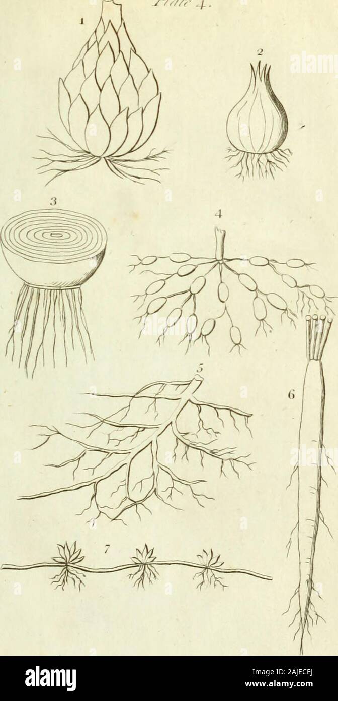 Una introducción a la botánica que contenga una explicación de la teoría de que la ciencia; extraídos de la obra del Dr. Linnaeus . Placa IV. Raíces. Fig. 1. Bombilla Squamofe(p. 214)Fig. 2. Bombilla Afolid (p. 214) Fig. 3. De TunicateBulb Tranfverfe Seflion (p. 214.) Fig. 4. A raíz dela Filipendula Tuberofe pendulante (p. 214) Fig. 5. A raíz Ramofe (p. 178) Fig. 6. A raíz Fufiform (p. 178) Fig. 7. Un arrepentirse Root (p. 178) J/a/r ./. Placa V" del tronco. Fig. I. Squamofe Culm (p. 184) Fig. 2. Un arrepentirse tallo (p. i8i) Fig. 3. La frons (p. 187) tasa alfo th?Nota en pág. 67. Fig. 4. Un tallo Volubile (p. 180J fig. 5. Ad Foto de stock