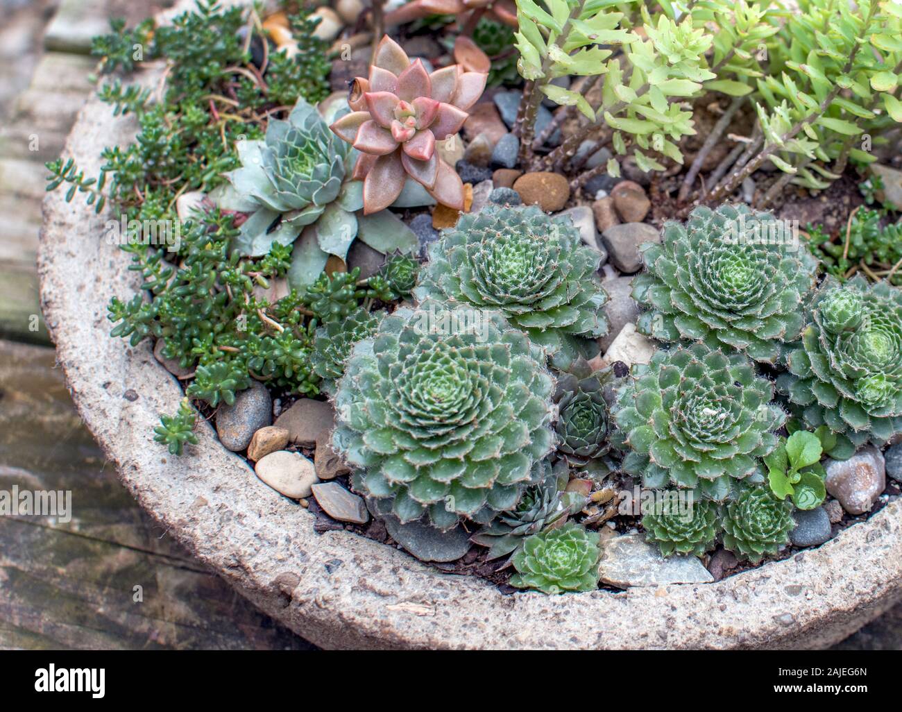 Tazón de piedra decorativa tiene un pequeño jardín de cactus y suculentas  otras plantas pequeñas Fotografía de stock - Alamy