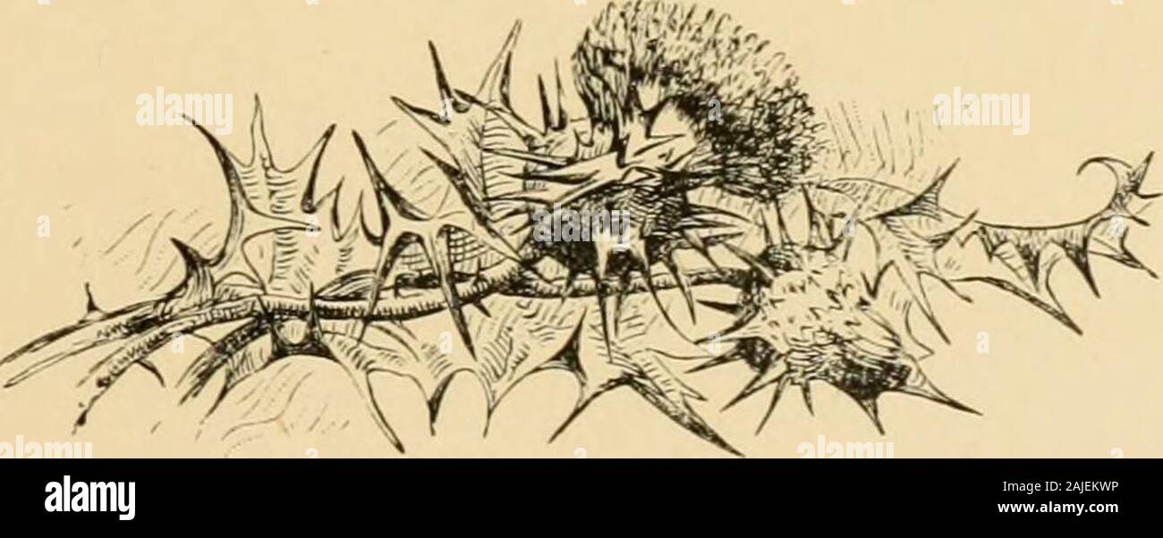 Marmion Sl C Praroings Arc Bg X Perkixs A Fredericks H Fenn F B Schell J J Harley A E Waud E H Garrett A B Shute F T Merrill G T