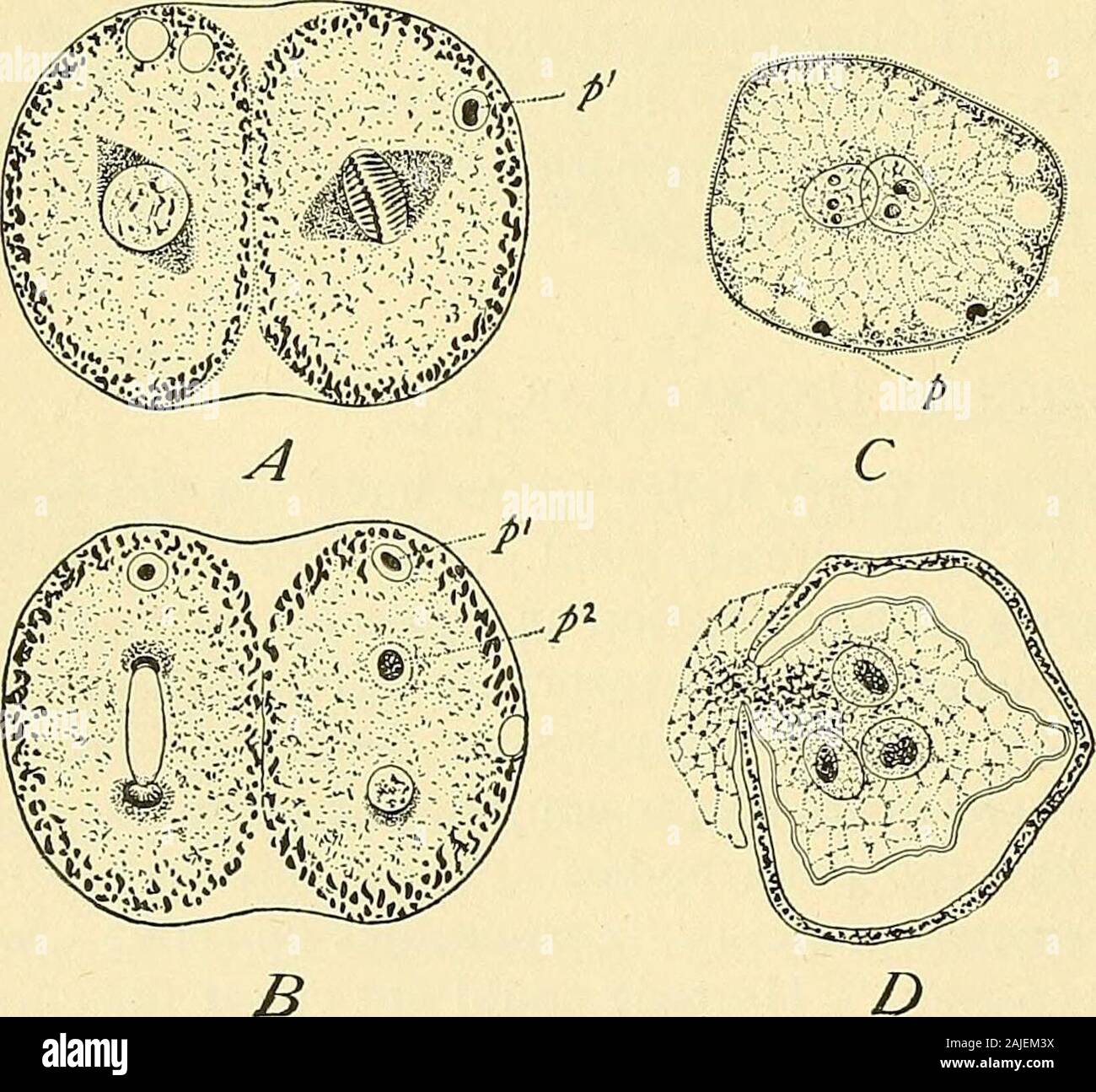 Cuerpo polar secundario fotografías e imágenes de alta resolución Alamy