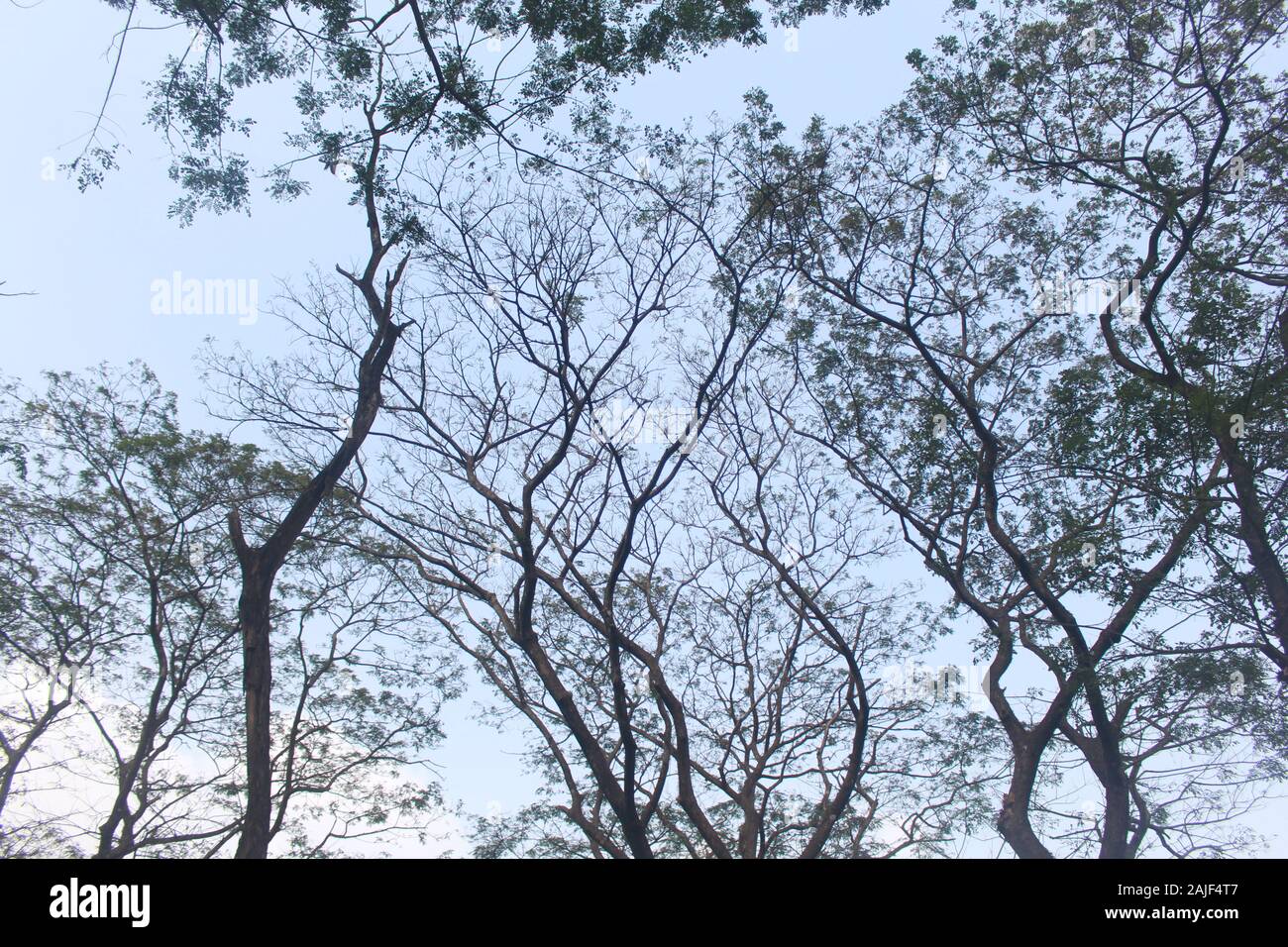 Vista de los árboles y las nubes de la carretera en Bangladesh Foto de stock