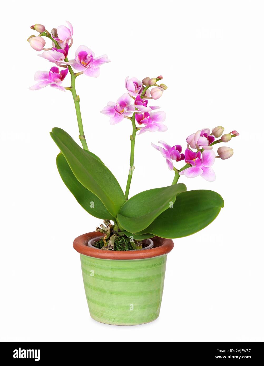 Mini orquídea en maceta de cerámica verde, aislado Fotografía de stock -  Alamy