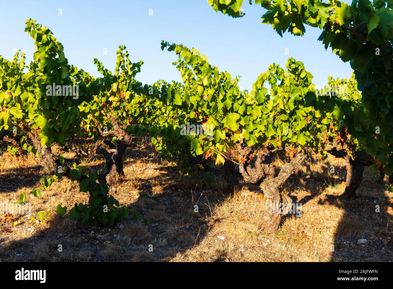 Viñedos cerca de Chateauneuf du Pape, Provenza, Francia, uno de los mejores vinos de denominación de origen en el mundo Foto de stock