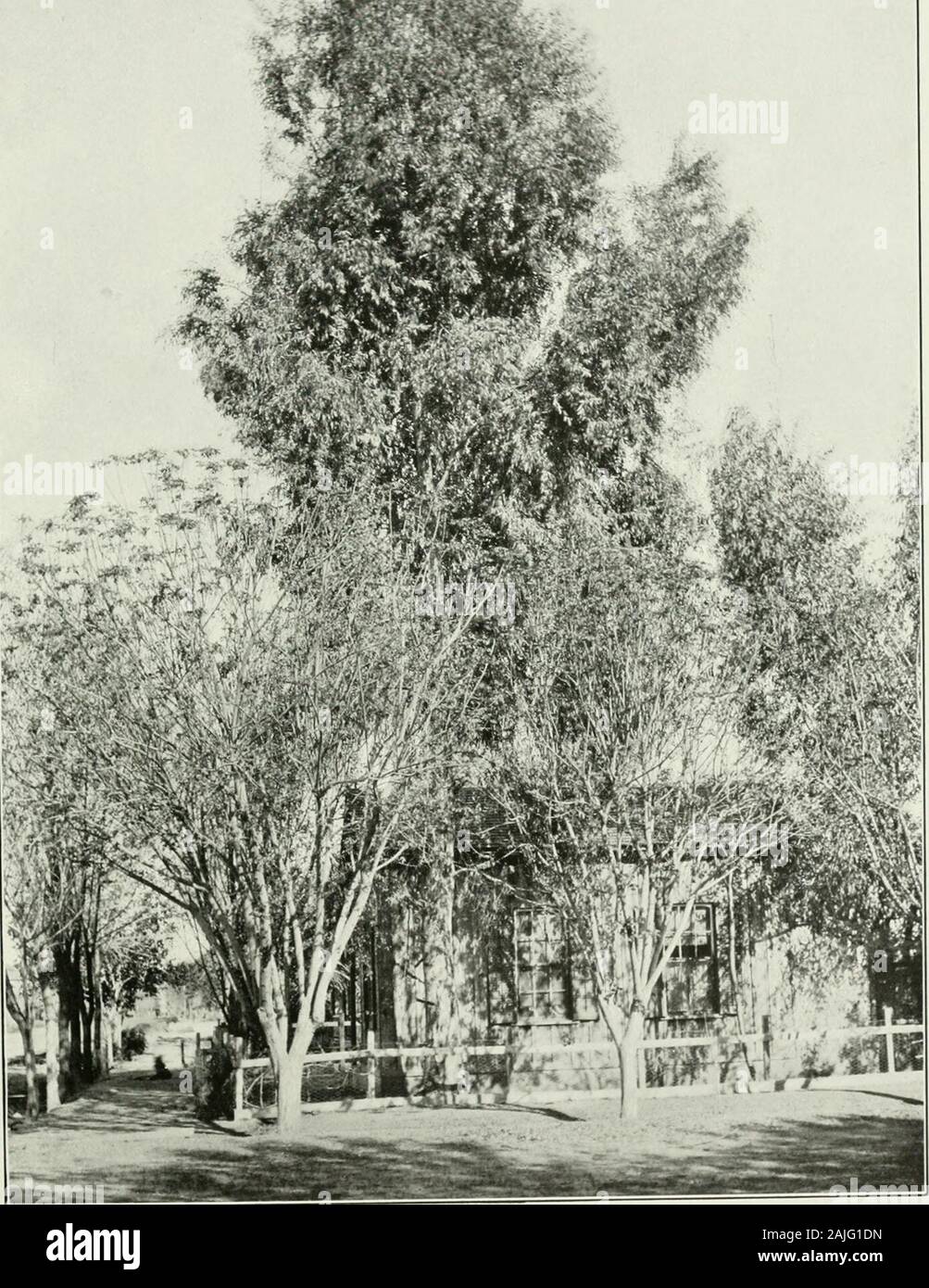 Los eucaliptos cultivados en los Estados Unidos . Eucalyptus rostrata (Red Gum) cerca de Glendale, Ariz.irs viejo. Al no haber sido regado por seis yeans. El diámetro del tronco en la base, está en pulgadas. 35, de la Oficina de Silvicultura, U. S Departamento de Agricultura. XLI de la placa. Eucalyptus rostrata (Red GuM^ Phoenix, Árbol Ariz.8 años. cultivado con riego. Diámetro del tronco. 2U de indias. , De 35 años, de la Oficina de silvicultura, la U. S. Departamento de placa Agricultur XLli. Foto de stock