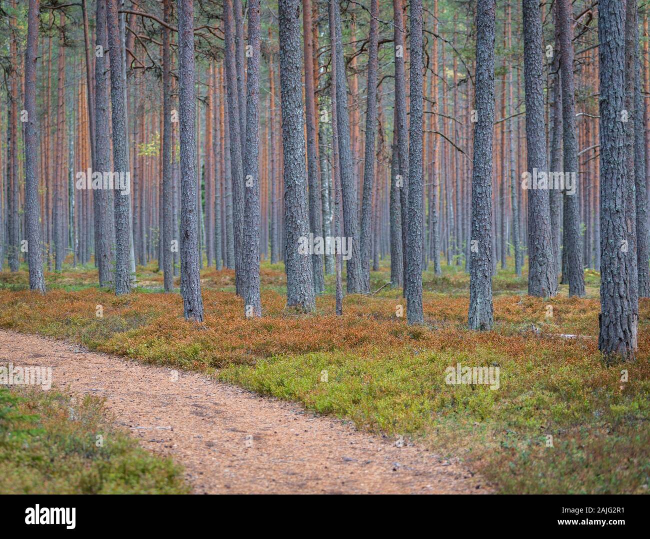 Bosque de pinos con coloridos troncos en verano. Ruta de senderismo entre pinos en el Parque Nacional de Lahemaa, al este de Tallin. Fondo Forestal, antecedentes de árbol Foto de stock