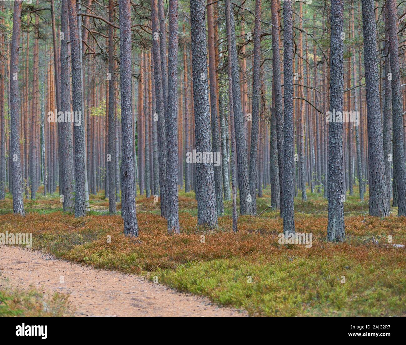 Bosque de pinos con coloridos troncos en verano. Ruta de senderismo entre pinos en el Parque Nacional de Lahemaa, al este de Tallin. Fondo Forestal, antecedentes de árbol Foto de stock