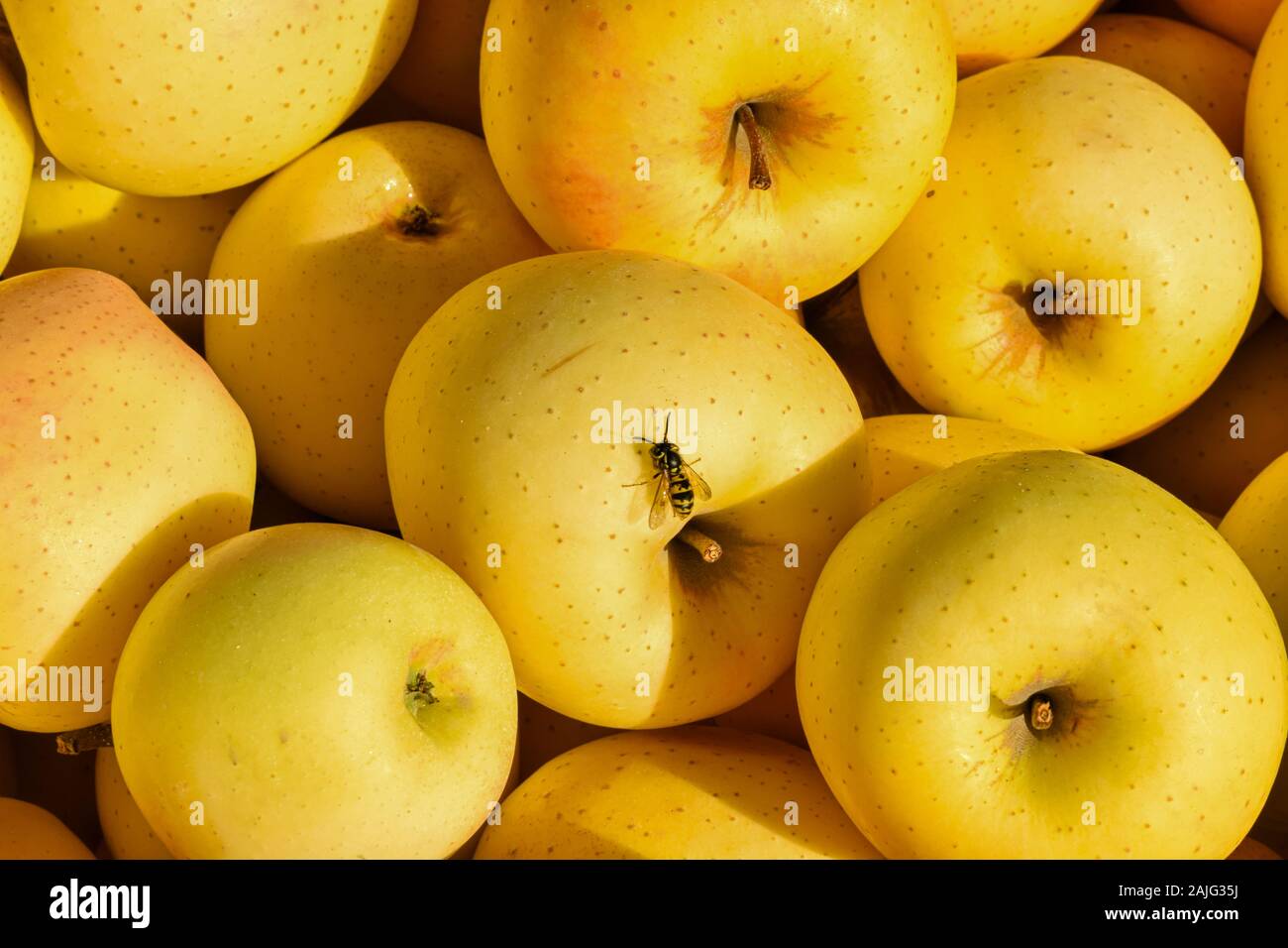 Una vez cosechadas, las manzanas maduras atraen a las abejas Foto de stock