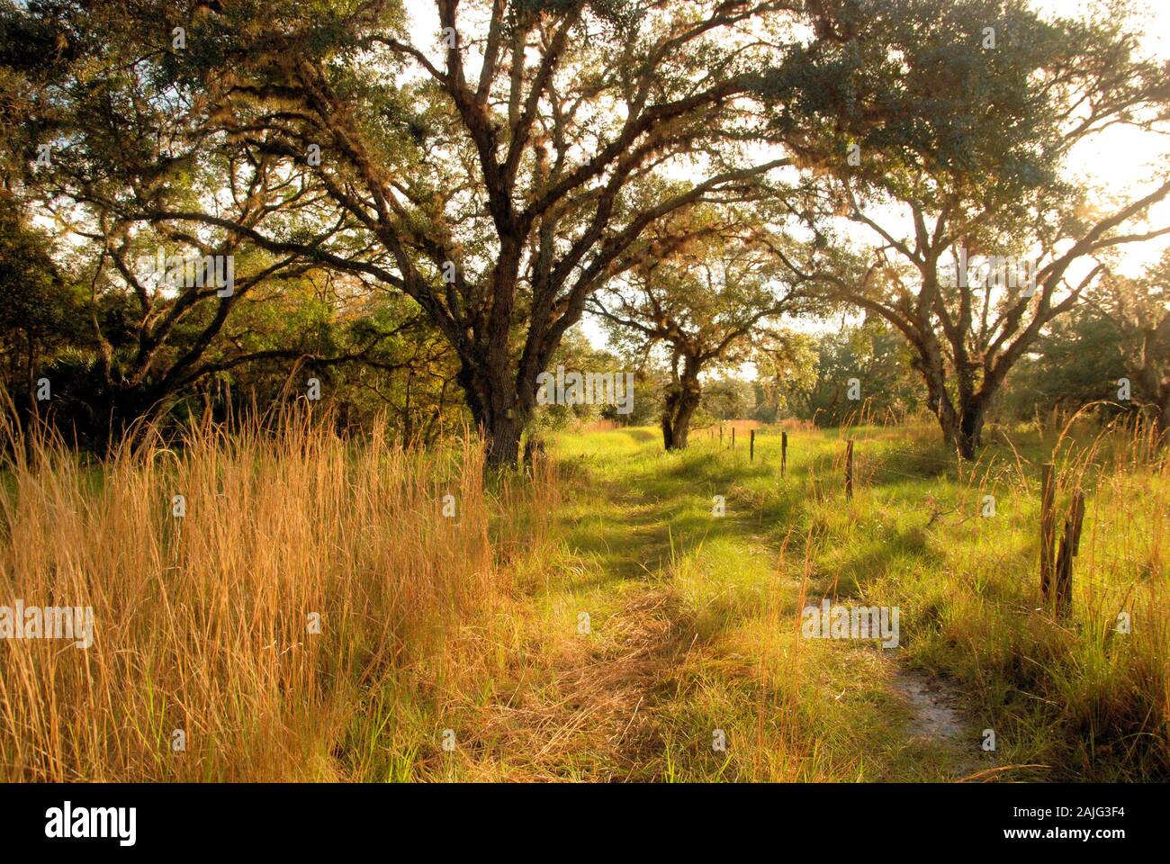 Vista del paisaje del centro sur del sur de Florida Foto de stock