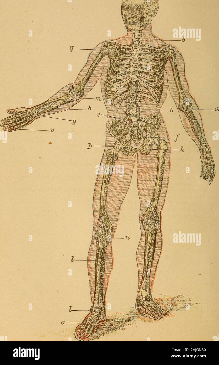 El cuerpo humano un principiante libro de texto de la anatomía, la  fisiología y la higiene .. Cartílago cartílago de buey .^^y no de hueso. A  medida que el niño crece, más