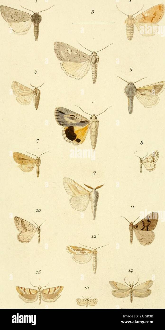 Los Annales de la Société entomologique de France . M^Troya-tpUtj-* K. Litrtiiiiii .tftt/p. Li/)ipt(r(s (le ///-i(/IW //AA-/&GT;v/A /n"..l.&gt;"u,:r"., r... drmale-s de la Société e/itovwloyùjue de Friuuv Voi.LxxiXmo-Piis. MrnU,-t ?? Poruru/r 1.1. 6 II I pinj-. L(-i)ipt&lt;F(s) f&lt;IH&lt;ii-cli(/nCA Imptirm o.^^r; k r^ Ernst Mayr LIBRARY Foto de stock