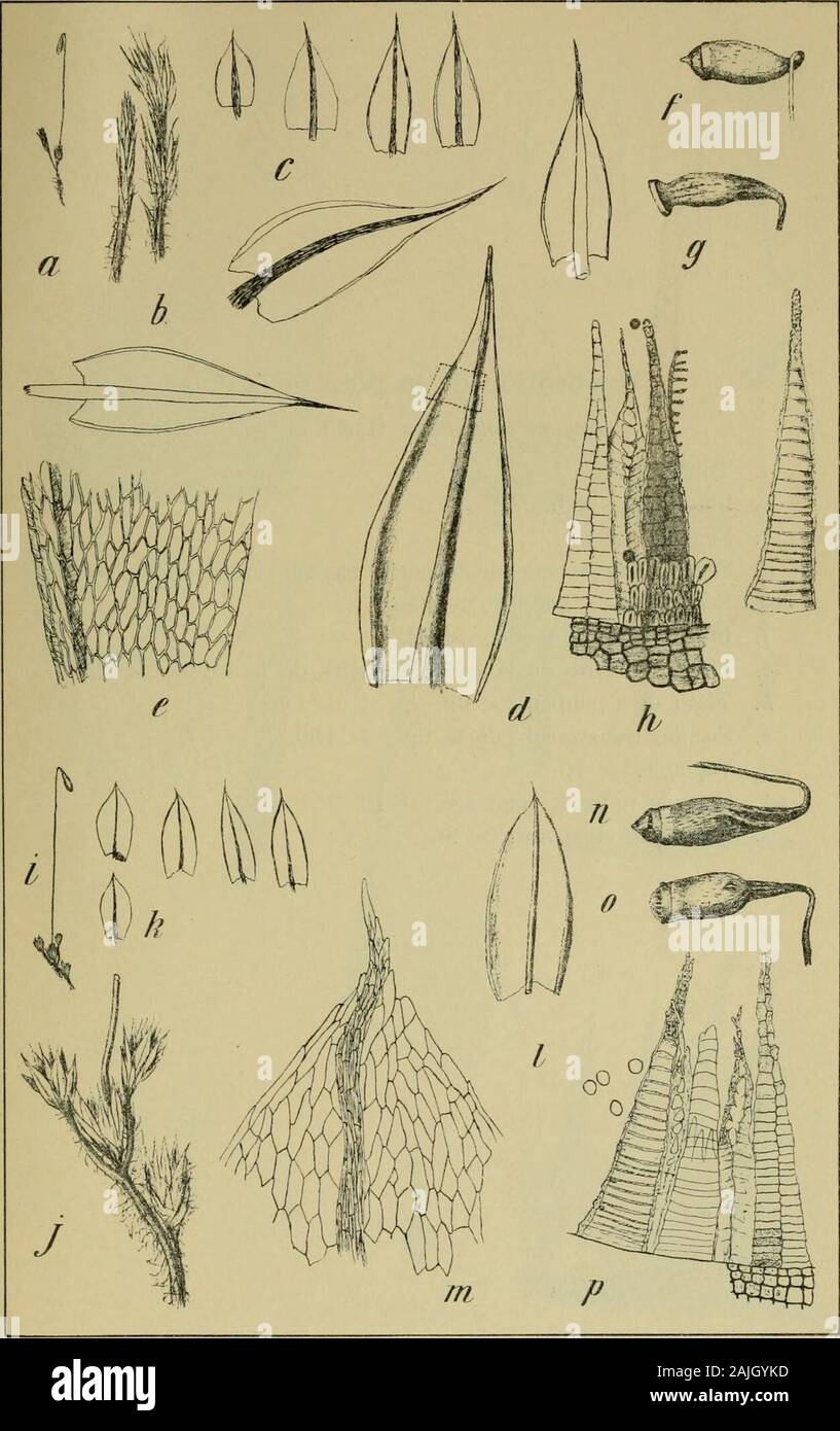 Meddelelser Om Gronland M P Porsild Supr A H Bnjum Impexum Hag N Sp Brijum Berggrenii Hag N Sp Explicacion De La Planche Xiv H Bryum Decens Hagen N Sp