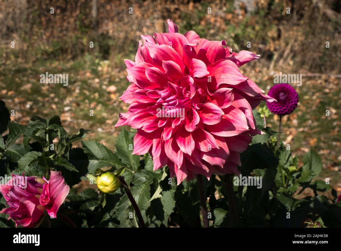 Dalia flor gigante fotografías e imágenes de alta resolución - Alamy