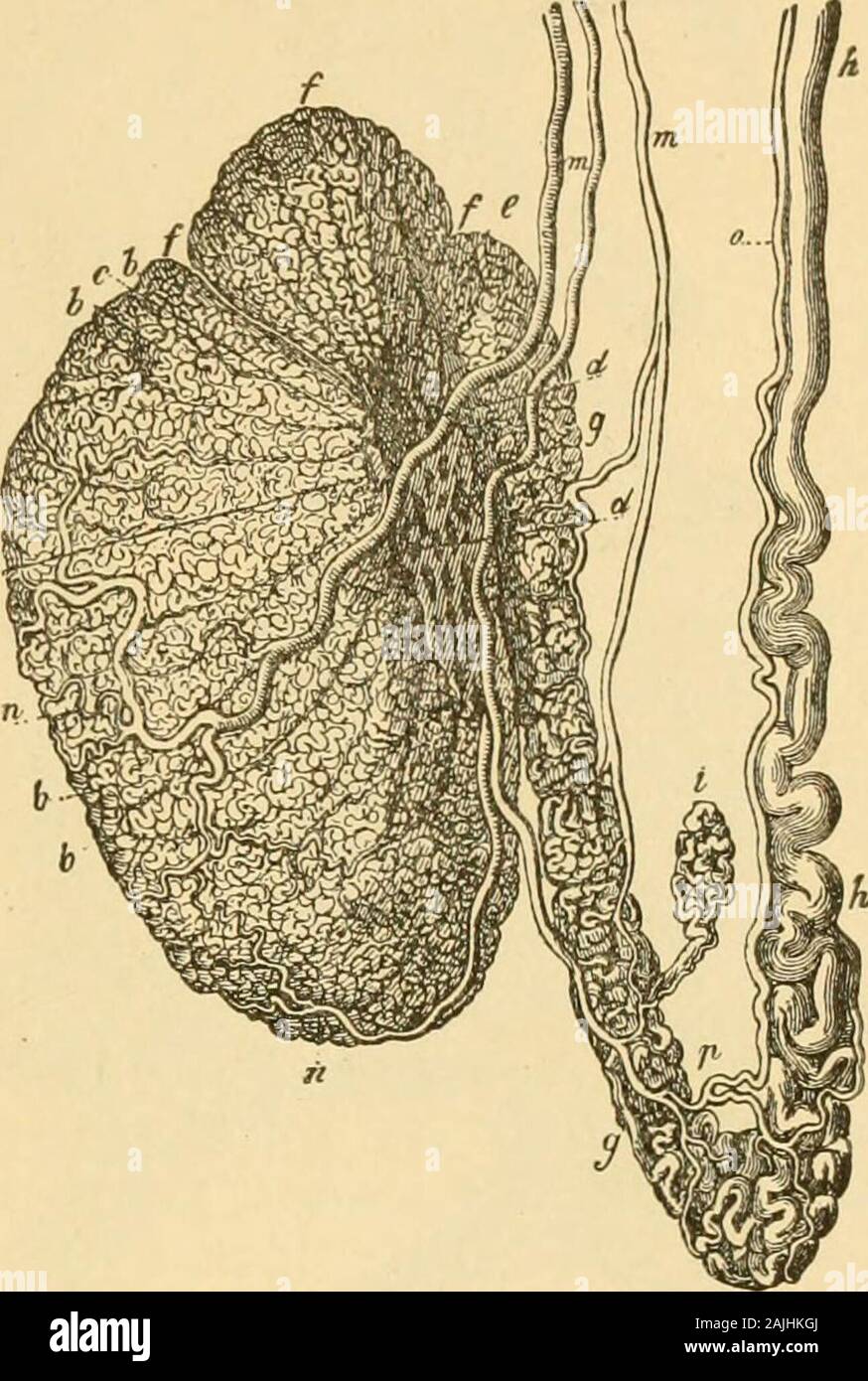 Die Mannlichen Geschlechtsorgane Anatomisch Wie Funktionellverschiedene Zellarten Un Und Die Abweichende Erklait Auffassunghammars Aus Der Grossen Ahnlichkeit Der Drusenzellen Welche Nurwenige Kornchen Einschliessen Mit Den Im Untergang Begriffenen