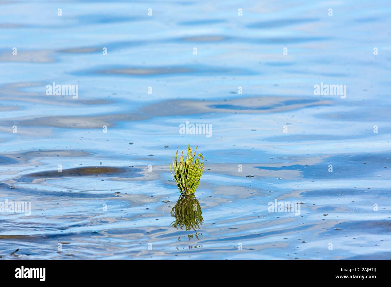 Wattenmeer, Queller, Pflanze; Keitum, Sylt Foto de stock