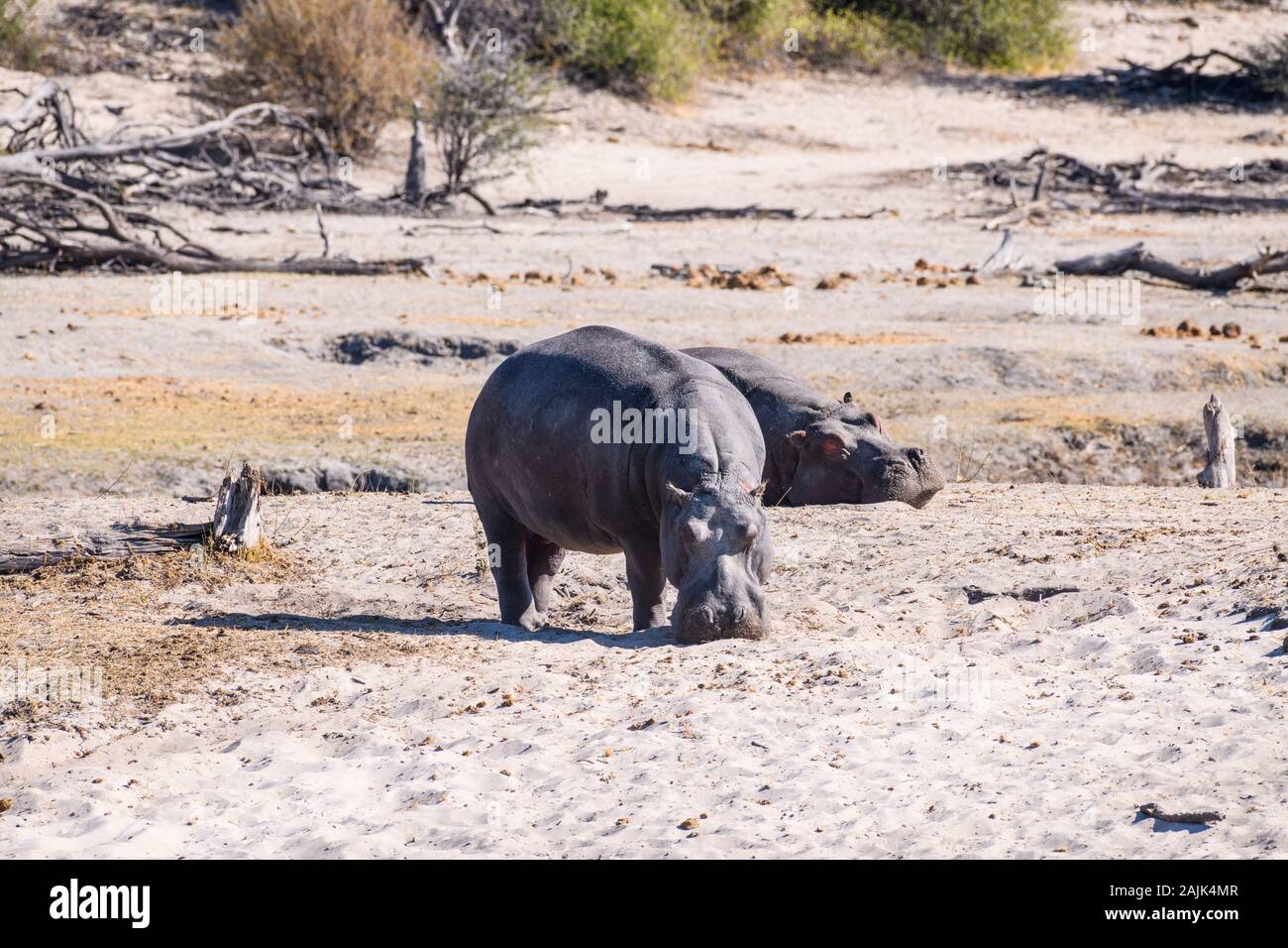 Hipopótamo, Hippopotamus Amphibius, Parque Nacional Makgadikgadi Pans, Kalahari, Botswana Foto de stock