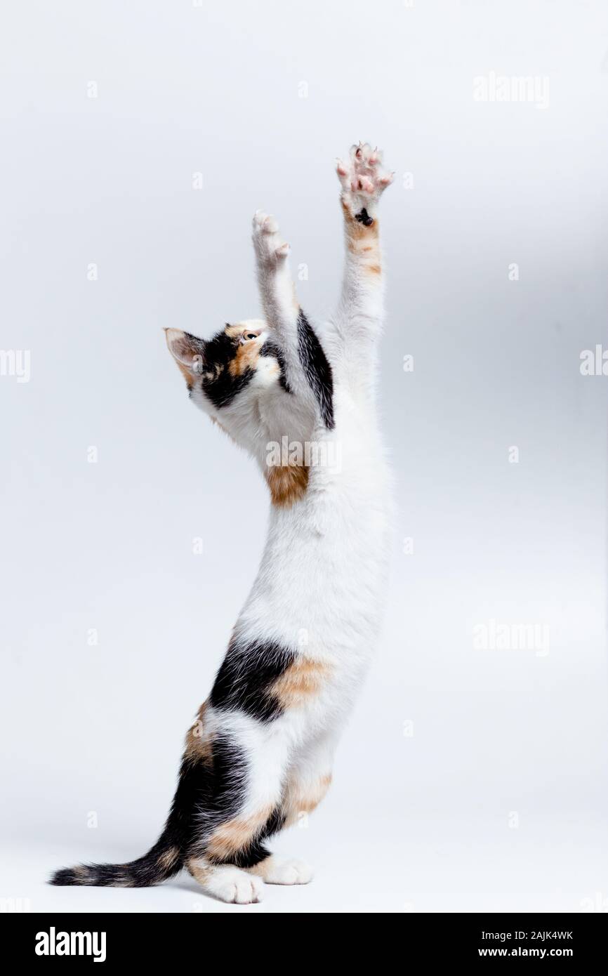 Gatito o gato de pie con la pata levantada aislados - Gatito seccionado se  levanta sobre sus patas traseras Fotografía de stock - Alamy