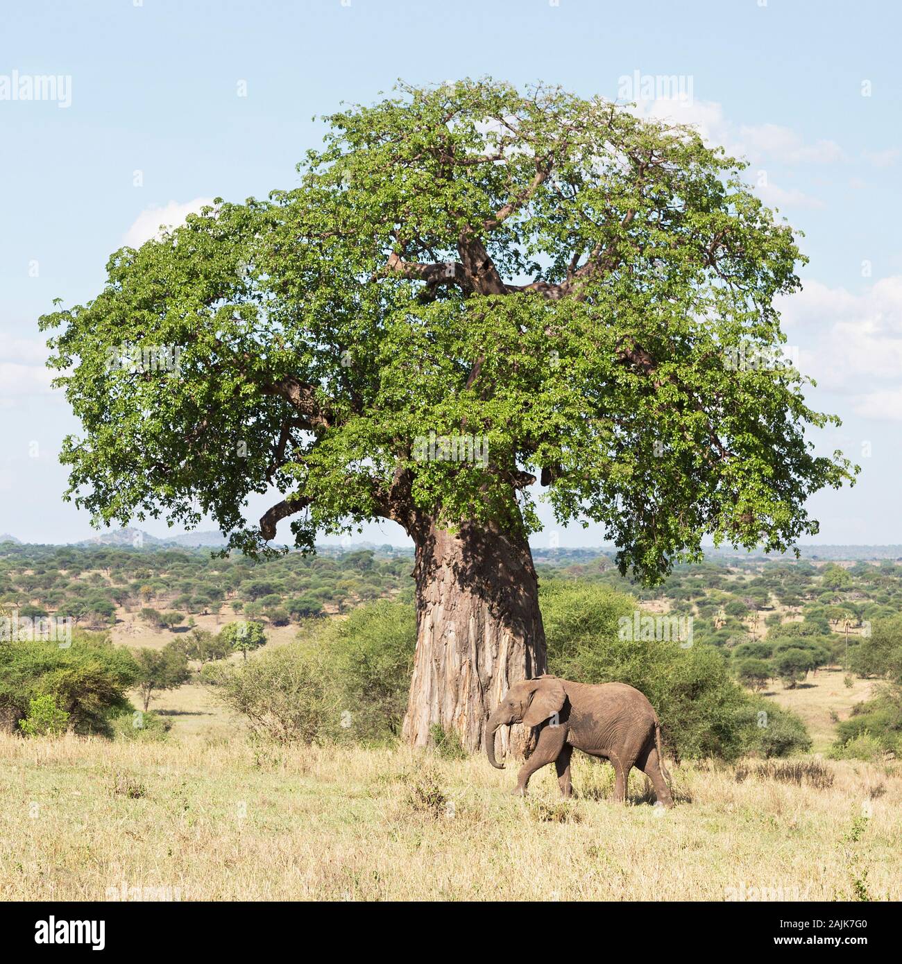 Elefantes adultos pasando un baobab en el Parque Nacional Tarangire mostrando la escala de su tronco Foto de stock