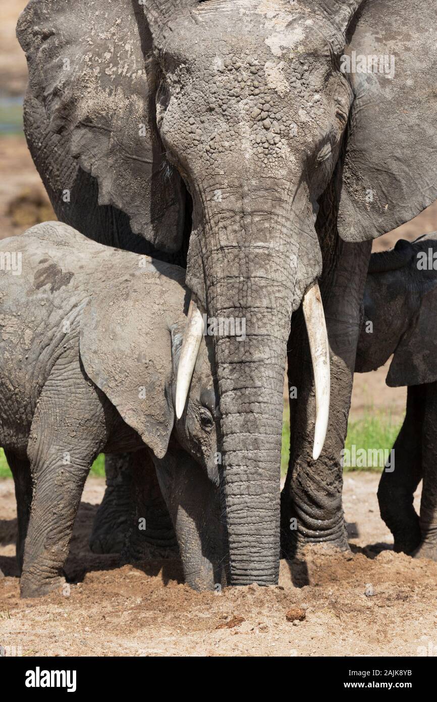 Madre elefante y su cría la excavación para el agua en el lecho seco de un río en Tanzania Foto de stock