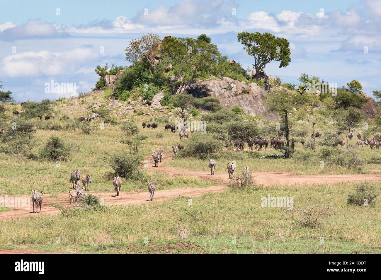 Migración de cebras y ñus pasando un kopje en el Serengeti Foto de stock