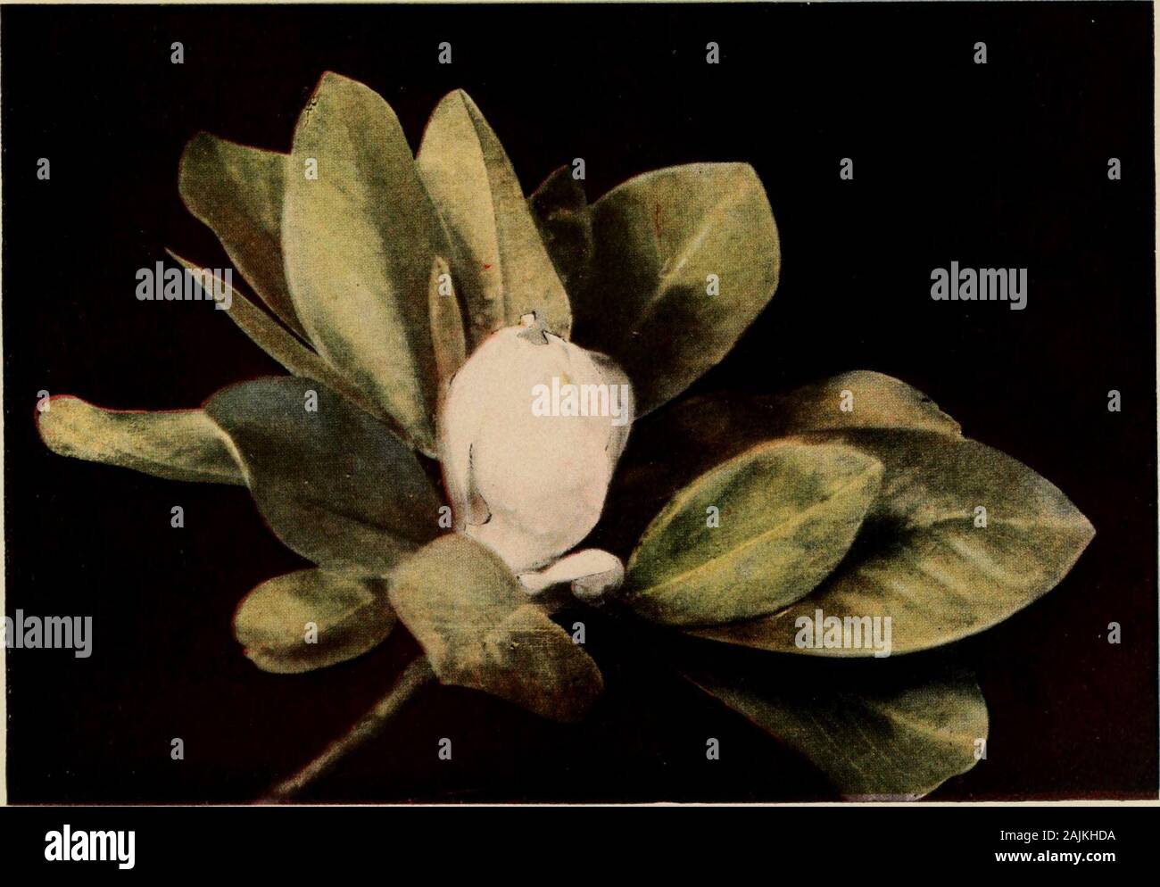 El árbol libro : Una guía popular al conocimiento de los árboles de América  del Norte y a sus usos y cultivo . Copyright 1905, por Doubleday, Página &  Company pantano {MAGNOLIA