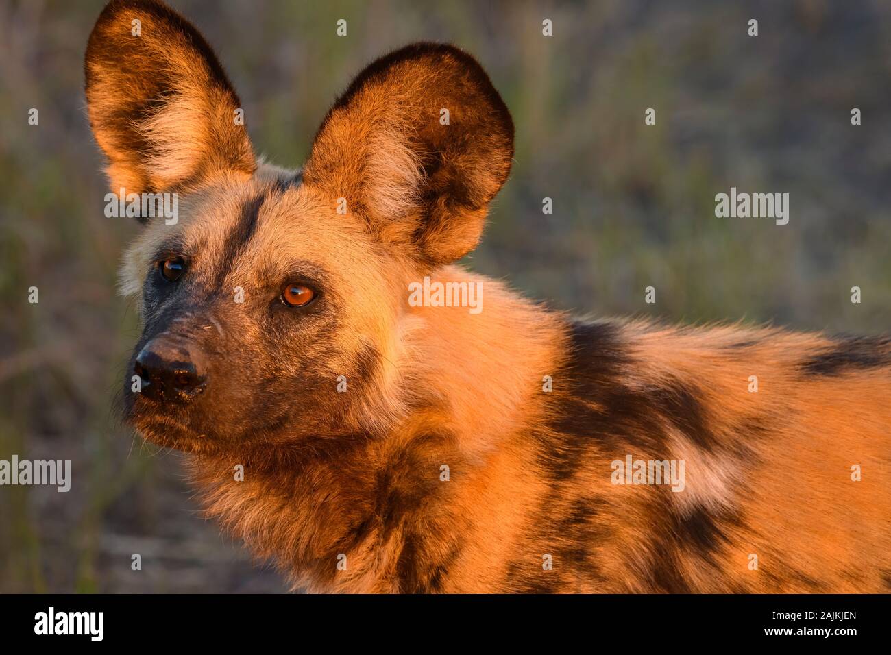Perro salvaje africano, Lycaon pictus, Bushman Plains, Okavanago Delta, Botswana. También conocido como lobo pintado. Foto de stock