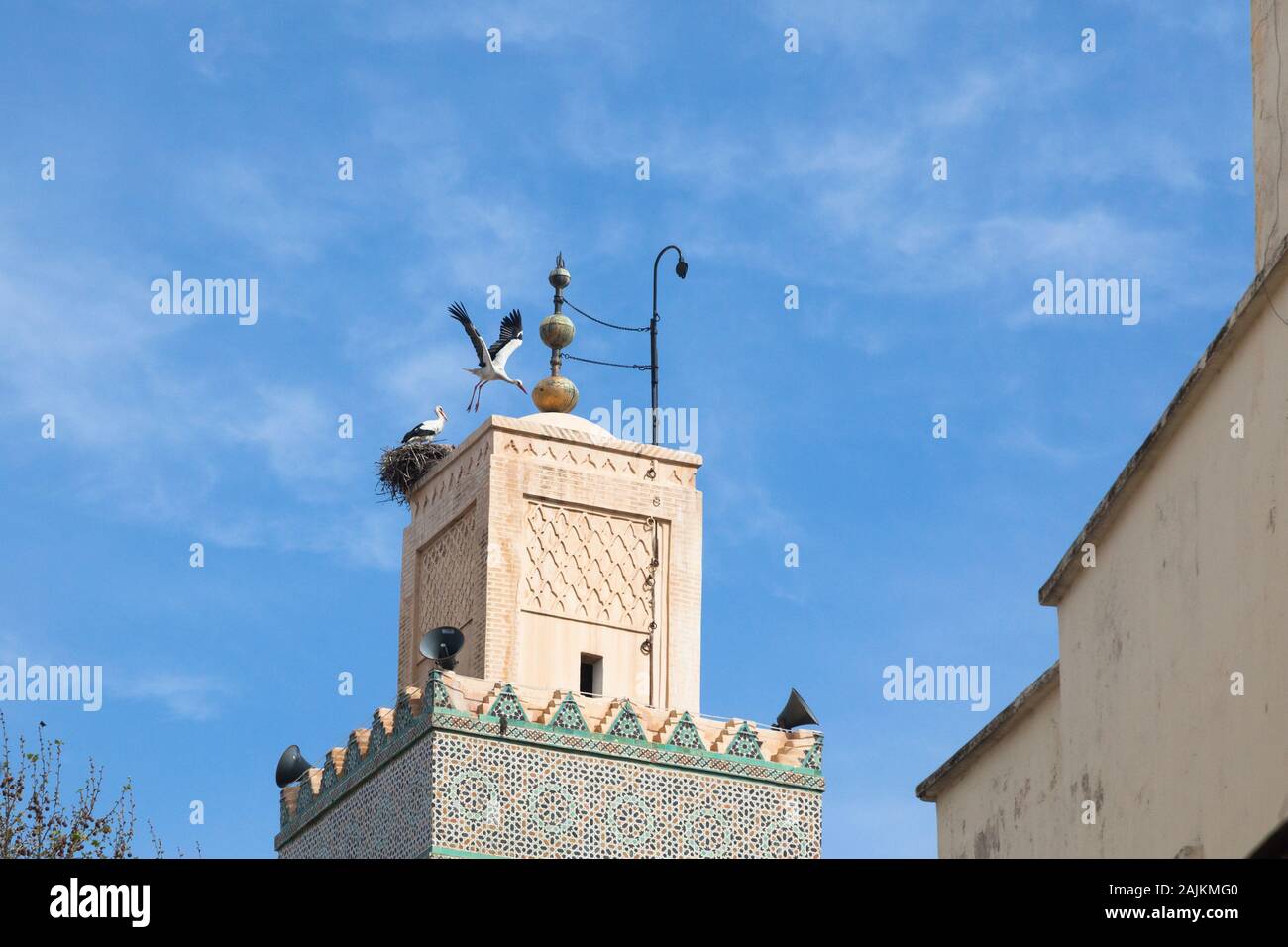 Dos cigüeñas blancas (Ciconia ciconia) - uno volando y uno en el nido en la parte superior del minarete de la Mezquita Al-Hamra (o Mezquita Roja) en Fes, Marruecos (fez) Foto de stock