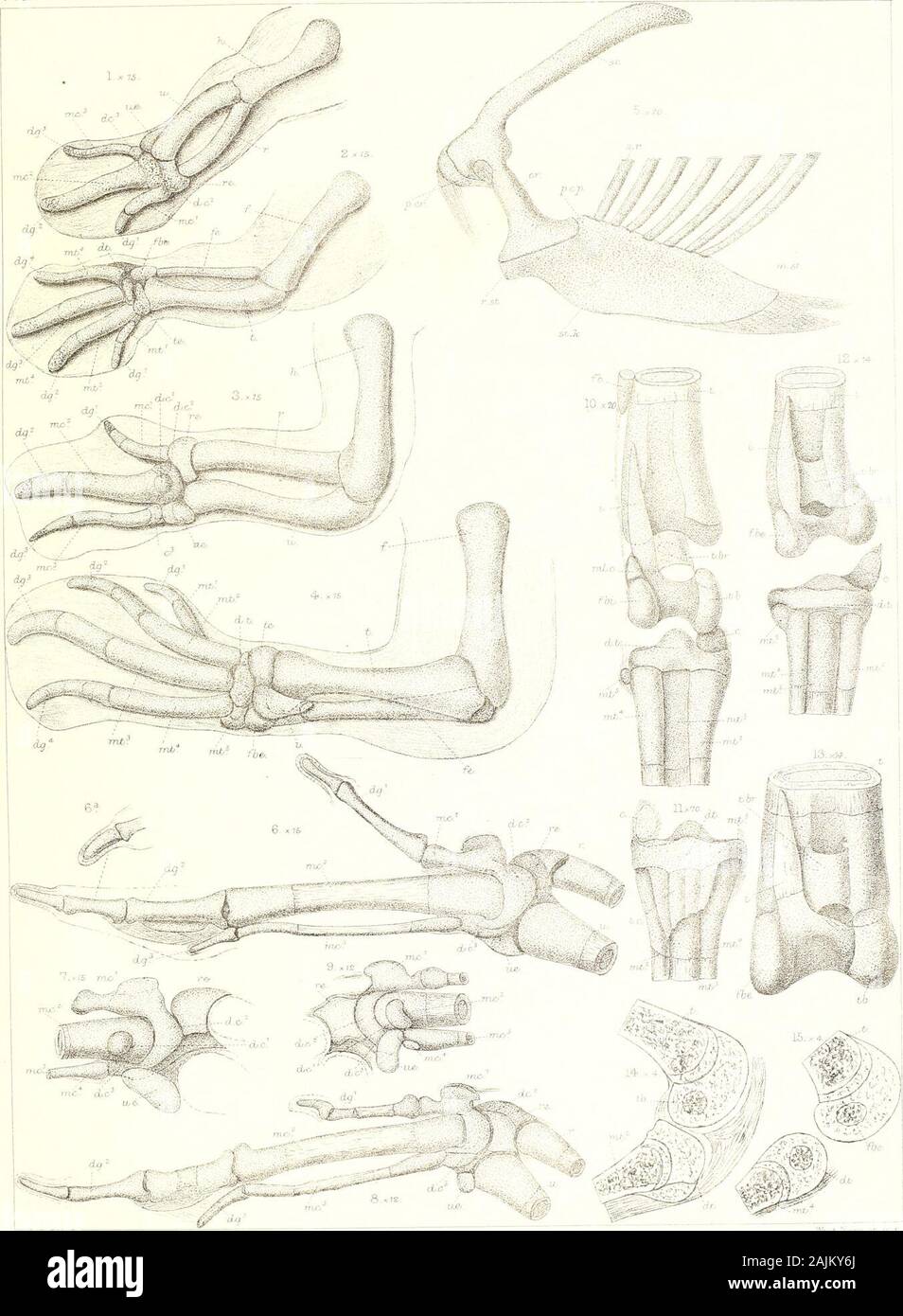 En la morfología del pato y las tribus auk . cess.Parasphenoid.pubis. Proceso clinoides posterior.Postcoraeoid proceso de ster- ner.p.c.s. p.e. V0- pii. p.ii. pr.i. pro. pr.z. p.d. p.s.e. pi. pt.: px. 1- aj- r.st. s.og.sc. S.ll. s.i.f. s.o. sp. sp.o. metros s.r.s.sc. San st.k. s.r. tb.t.e. te.t.eo. ts. u. r.v.a.r.b. ueit.S.R. Precoracoid. Pre-costal proceso de ster-num. Perpendicular etmoidal. Pterigoideos. Falange. Prenasal tribuna. Pre-Ilión. Prootic. Pre-zygaphophysis. Presphenoid. Canal semicircular posterior. Post-Ilión. Post-zygapophysis. Premaxila. Cuadrado. Quadrato- yugal. Radius. Ro Foto de stock