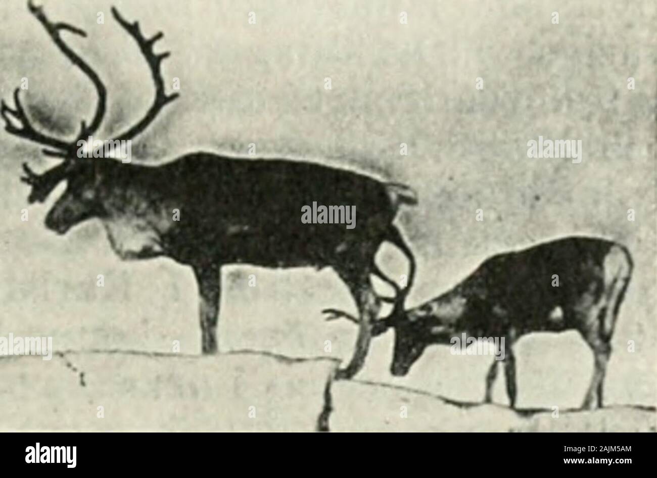 N S D A P Fotos E Imagenes De Stock Pagina 64 Alamy