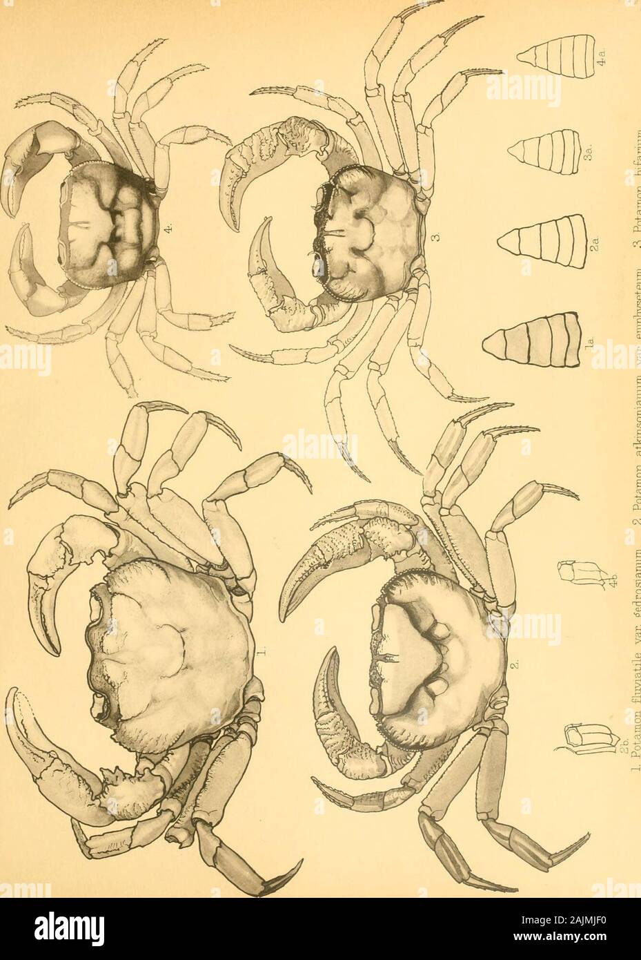 Catálogo de la India Crustacea decï¿½odos en la colección del Museo Indio .. . Ize. Fig. 59-Paratelphusa {masoniana Barytelphusa), i, Nat. de tamaño. XIIL placa fig. 60-Paratelphusa {Oziotelphusa) hydrodromus, $, nat. tamaño.Fig. 61-Paratelphusa {Oziotelp&GT;houvieri hiisa), i, nat. tamaño.Fig. 62-Paratelphusa {Phricotelphusa) callianira, c?, X 2.fig. 63-Paratelphusa {Phricotelphusa) elegans, c?, x 2.fig. 64-Paratelphusa {Phricotelphusa) carinifera, &LT;?, x 2.fig. 65-Paratelphusa {Liotelpihusa) laevis, ^, nat. tamaño.Fig. 66, 66A, 666-Gecai-cinucus jacqucmontii, S, Nat. de tamaño. Placa XIV. Fig. 28-P Foto de stock