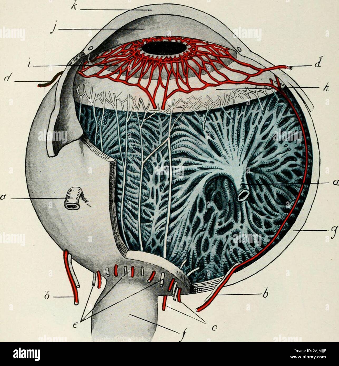 Arterias ciliares posteriores largas fotografías e imágenes de alta